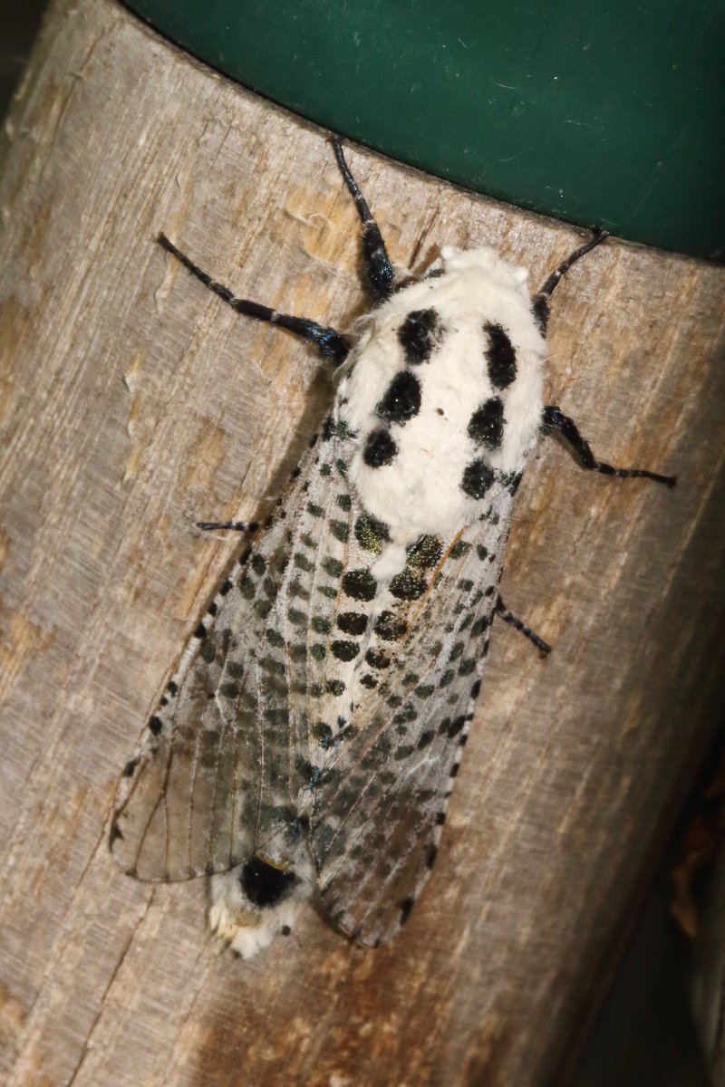 Leopard Moth