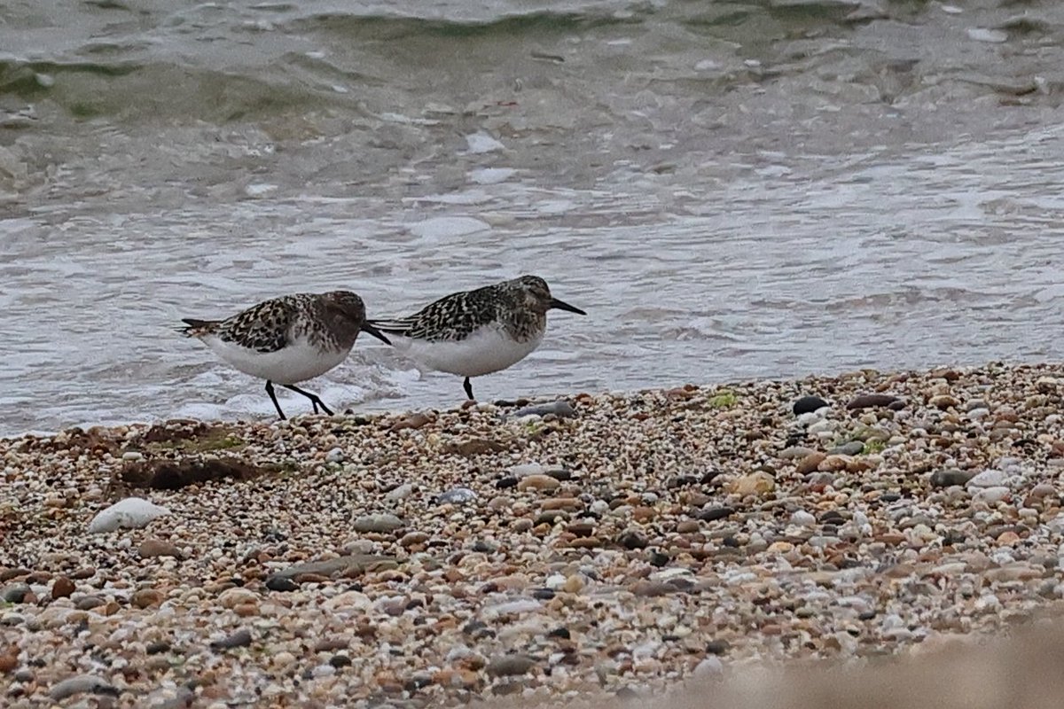 2 Sanderling on the beach at Slapton 05/07/25