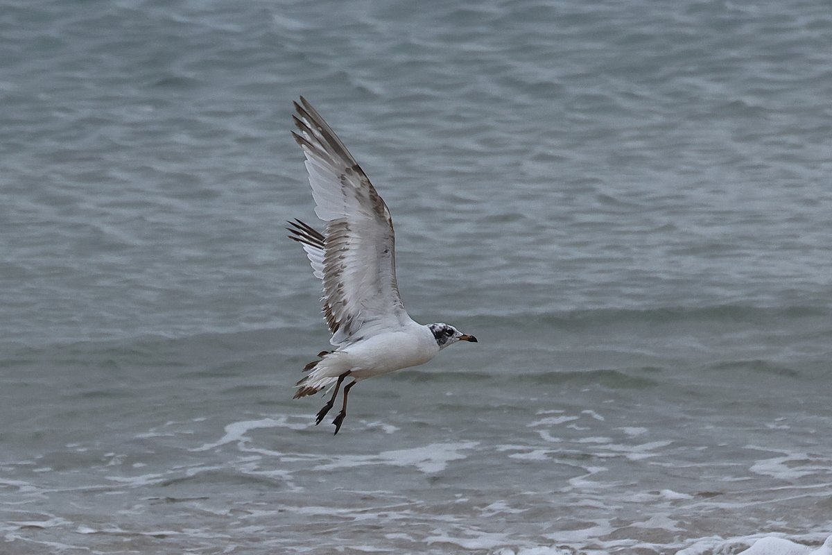 A young Med Gull at Slapton 05/07/25
