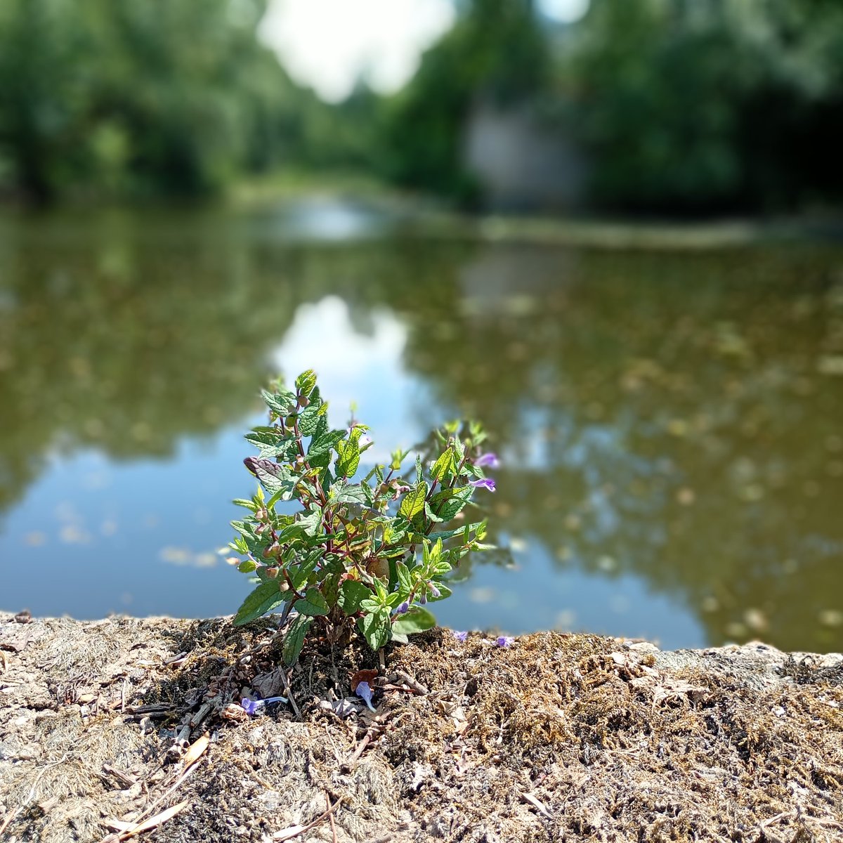 chris40851's tweet image. #Vivre là où sont nos #racines.
#Bonjour une positive attitude en ce #lundifleuri 🌿💚🪻