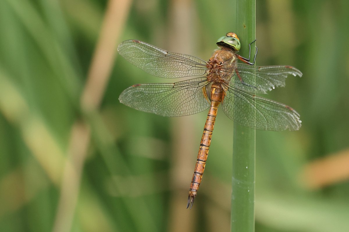 Norfolk Hawker at Slapton, easy to see every year now. They seem to be well established.