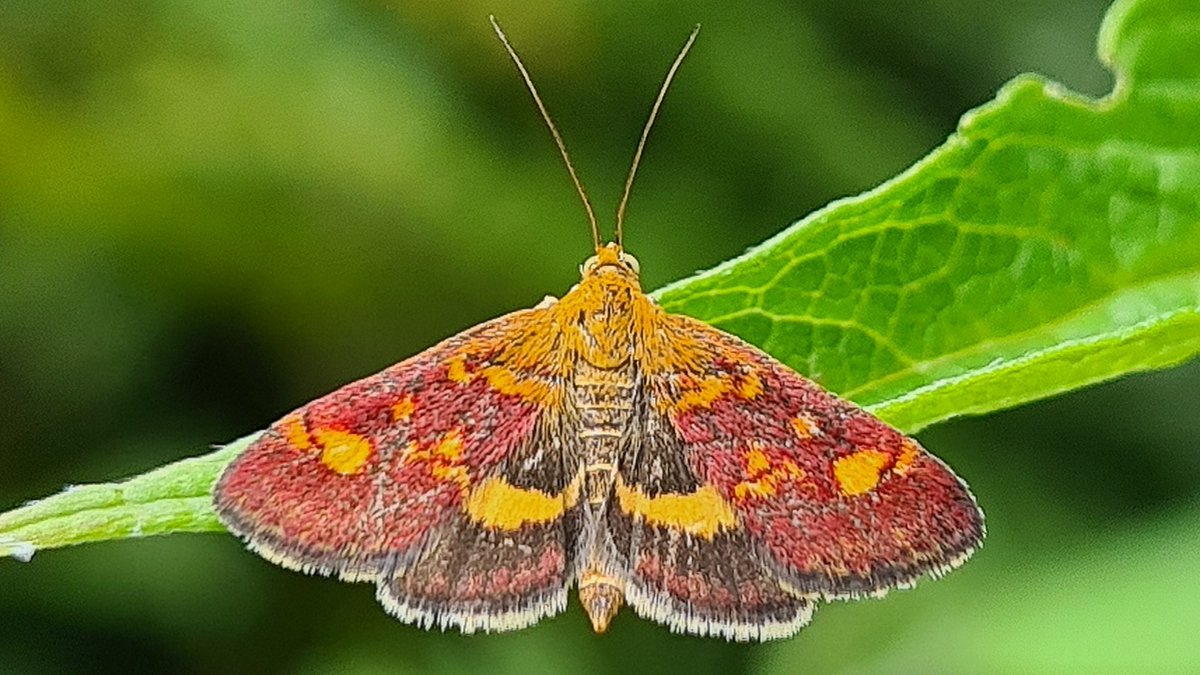 IsaVerbist's tweet photo. #mintmoth for #mothmonday ๐งกโค๏ธ
#pyrausta_aurata #moth
#mondayred #channel169 #naturelovers #ThePhotohour #butterfly #TwitterNatureCommunity #NaturePhotography #butterflyphotography @europebutterfly #MacroMonday @savebutterflies
#butterflies https://t.co/7Neon8bYGM