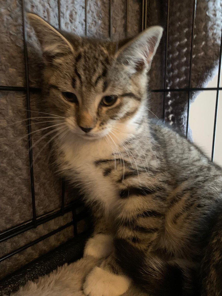 Kings Heath Cat Rescue tweet media