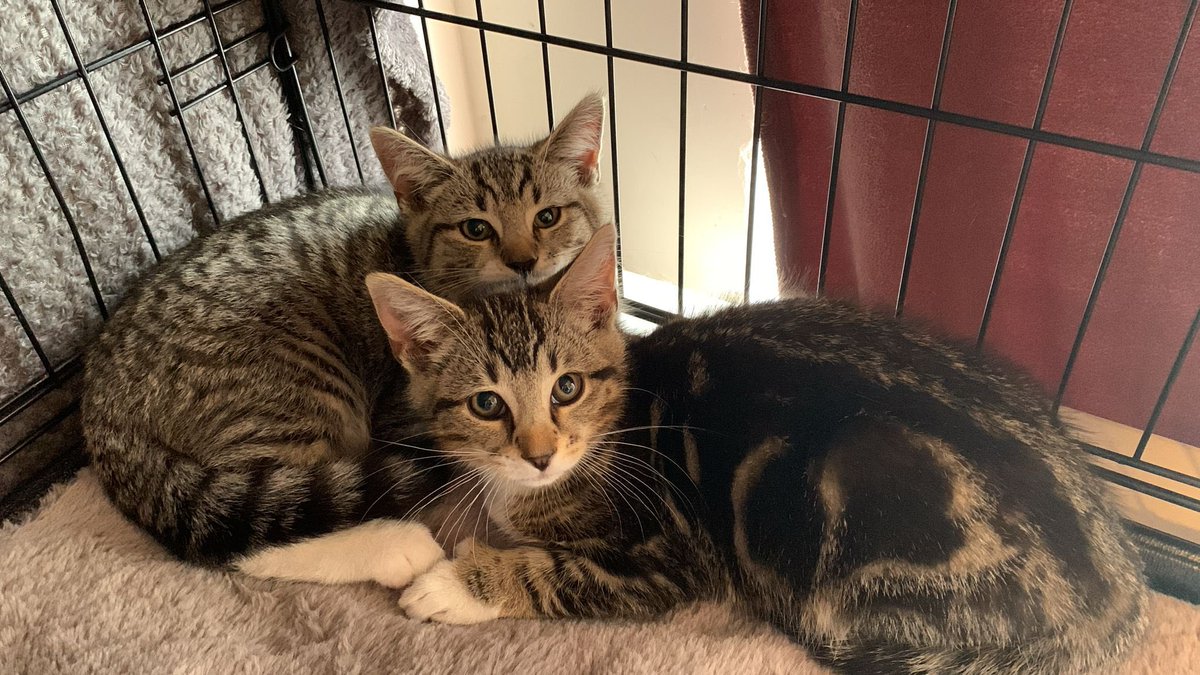 Kings Heath Cat Rescue tweet media