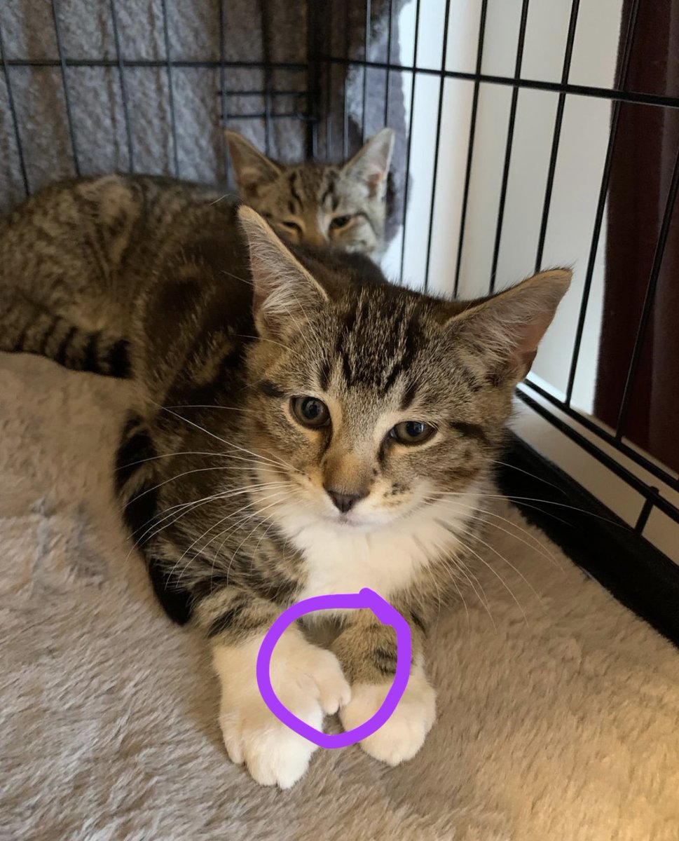 Kings Heath Cat Rescue tweet media