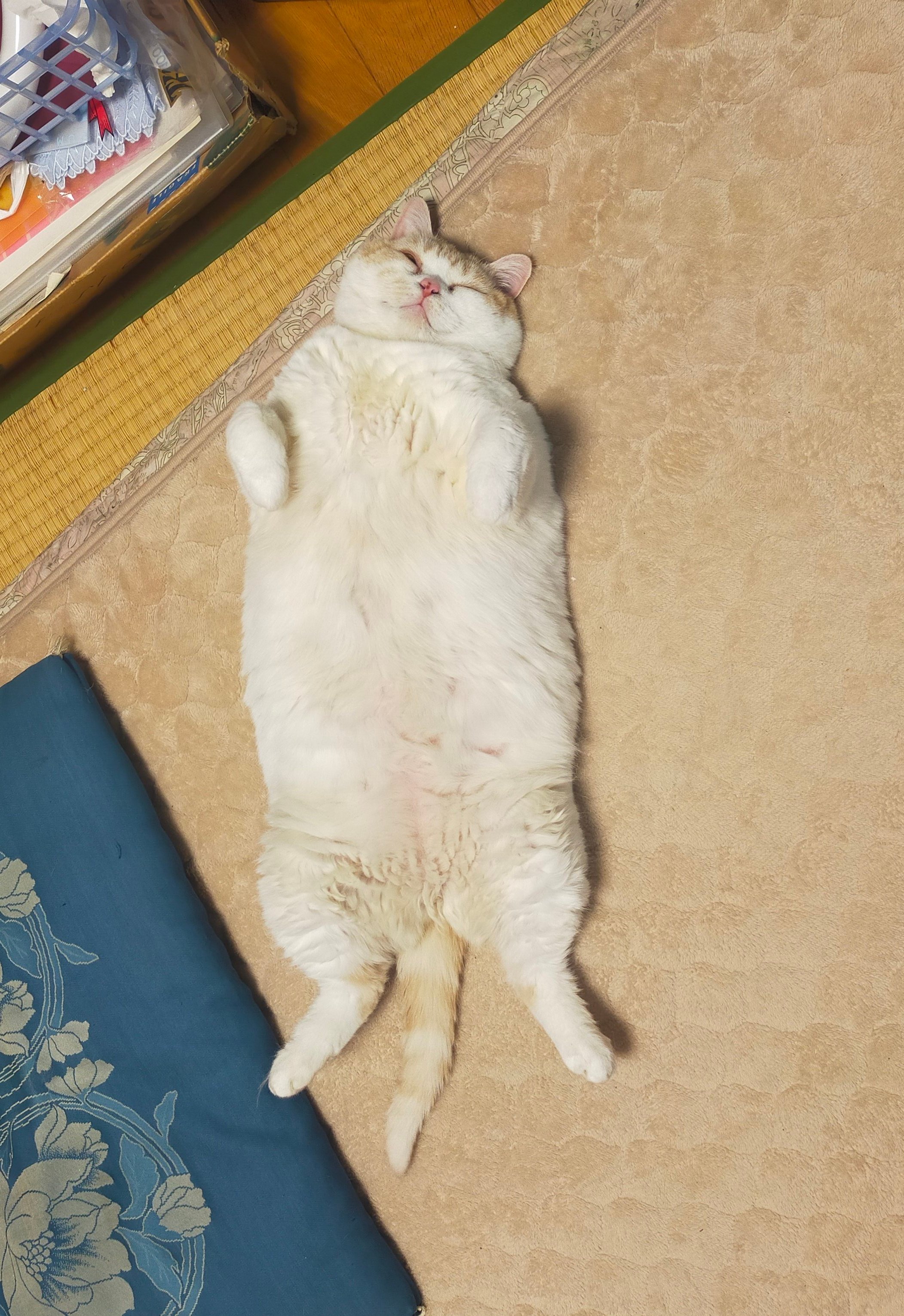 まさねこ まさまさ(猫) on X: 