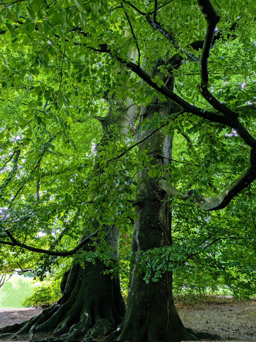 Good morning treepeople