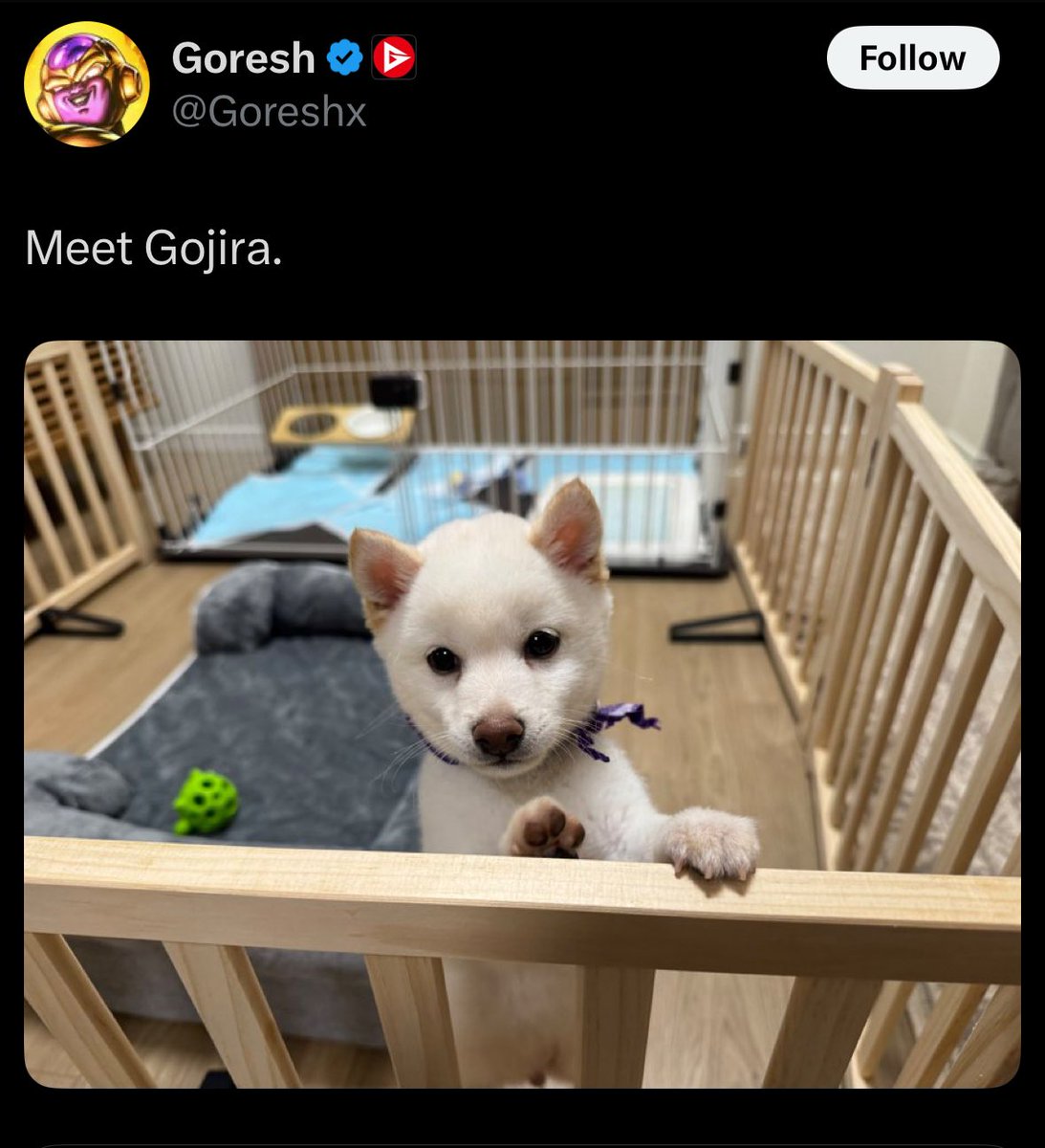 MurderingDogs's tweet image. Call me King Kong because I’m going to pulverize him with my big monkey fists. And one is metal in the new movie I think