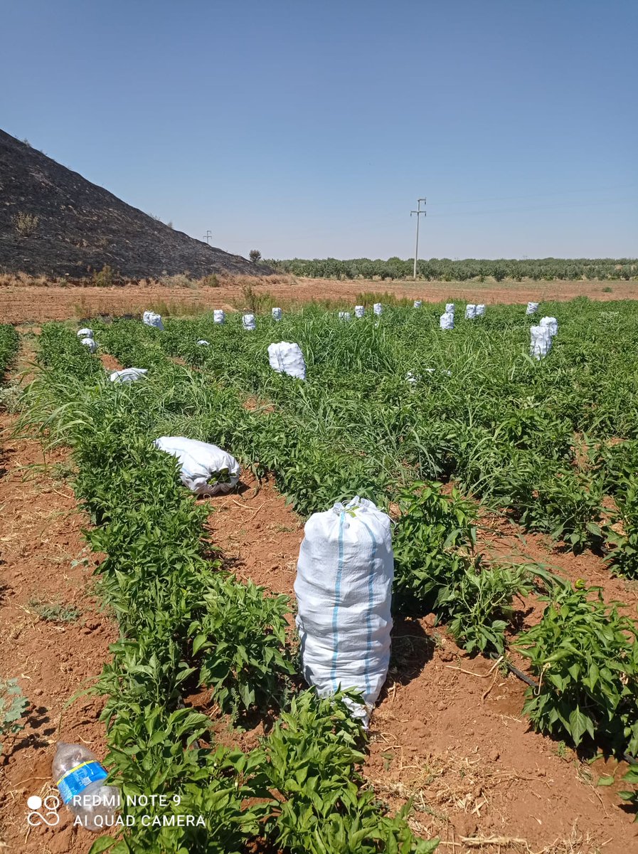 Kurutmalık biberlerimiz toplanıyor 🫑🫑🫑🫑🫑, #Günaydın