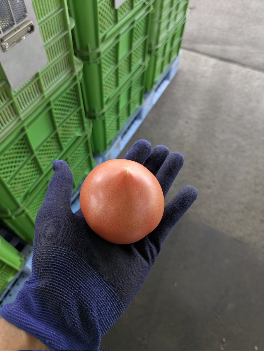 出荷数かなり増えてきました🍅美しいフォルムのトマトたち✨農家さん達に感謝！
猛暑日が続きますのでハウスの作業は過酷だと思いますが熱中症に気を付けて下さいね〜！全国の皆さん会津のトマト食べてくんつぇ〜😊
#会津産トマト 　#りんか