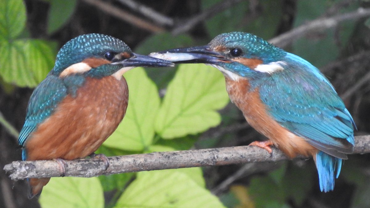 East London Kingfishers (@canalregent) on Twitter photo Delighted that a second kingfisher nest on the River Lea at Hackney Marshes has fledged.
After last year when we don't think any nests were successful it is fab news.
#LondonBirds #nature #wildlife #birds #kingfisher #kingfishers #birdphotography <a href="/LeeValleyPark/">Lee Valley Park</a> <a href="/SaveLeaMarshes/">Save Lea Marshes ๐๐๐</a> Delighted that a second kingfisher nest on the River Lea at Hackney Marshes has fledged.
After last year when we don't think any nests were successful it is fab news.
#LondonBirds #nature #wildlife #birds #kingfisher #kingfishers #birdphotography <a href="/LeeValleyPark/">Lee Valley Park</a> <a href="/SaveLeaMarshes/">Save Lea Marshes ๐๐๐</a>