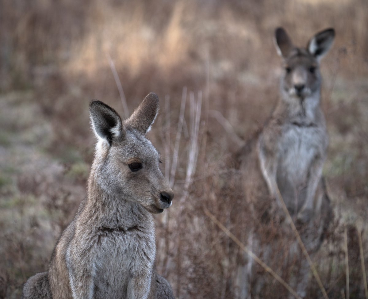 ThingsCanberra's tweet image. Kangaroos- Cooleman Ridge