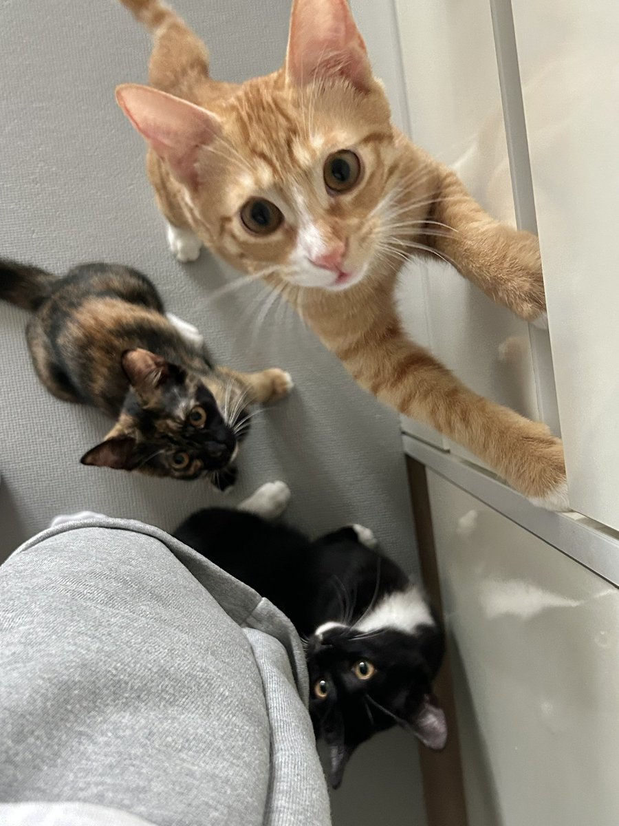 임보첫날                  지금

내 출근을 나보다 더 싫어하심