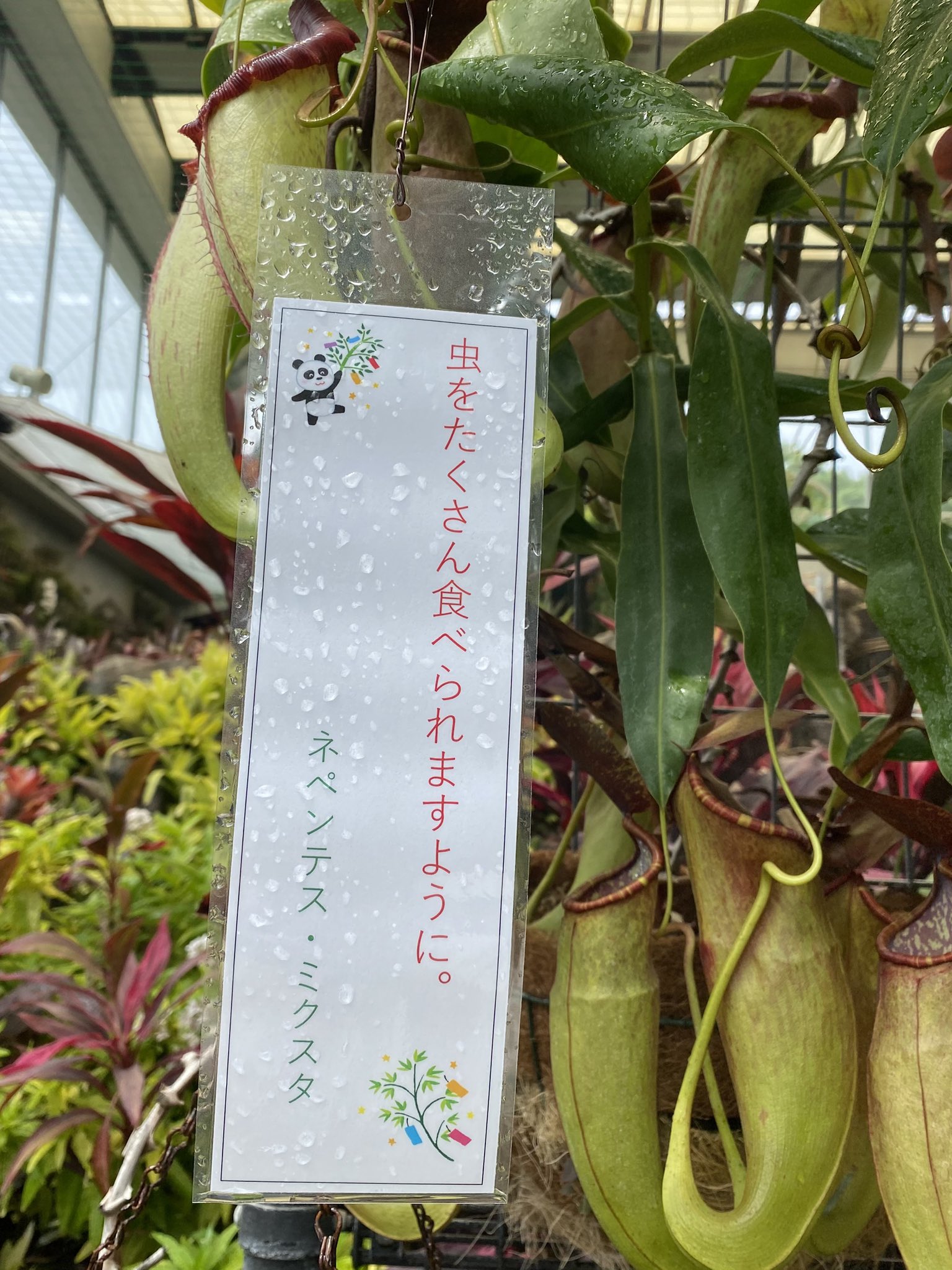 ロ*ス様 ラスト1台　600×300×300食虫植物・観葉植物・昆虫・爬虫類の飼 食虫植物 ハエトリソウ 3.5号鉢 観葉植物 | LINEブランドカタログ