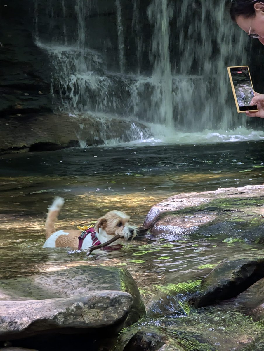 MillieandGriff's tweet image. Behind the scenes 😂 #dogslife