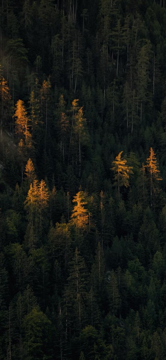 Good morning with new iPhone Setup 🌲✨