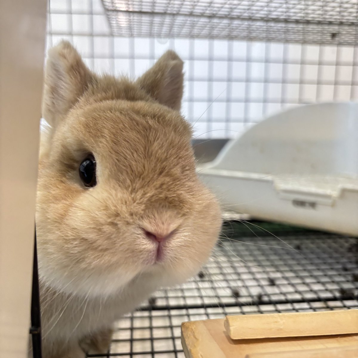うさぎのしっぽ恵比寿店 on X: 