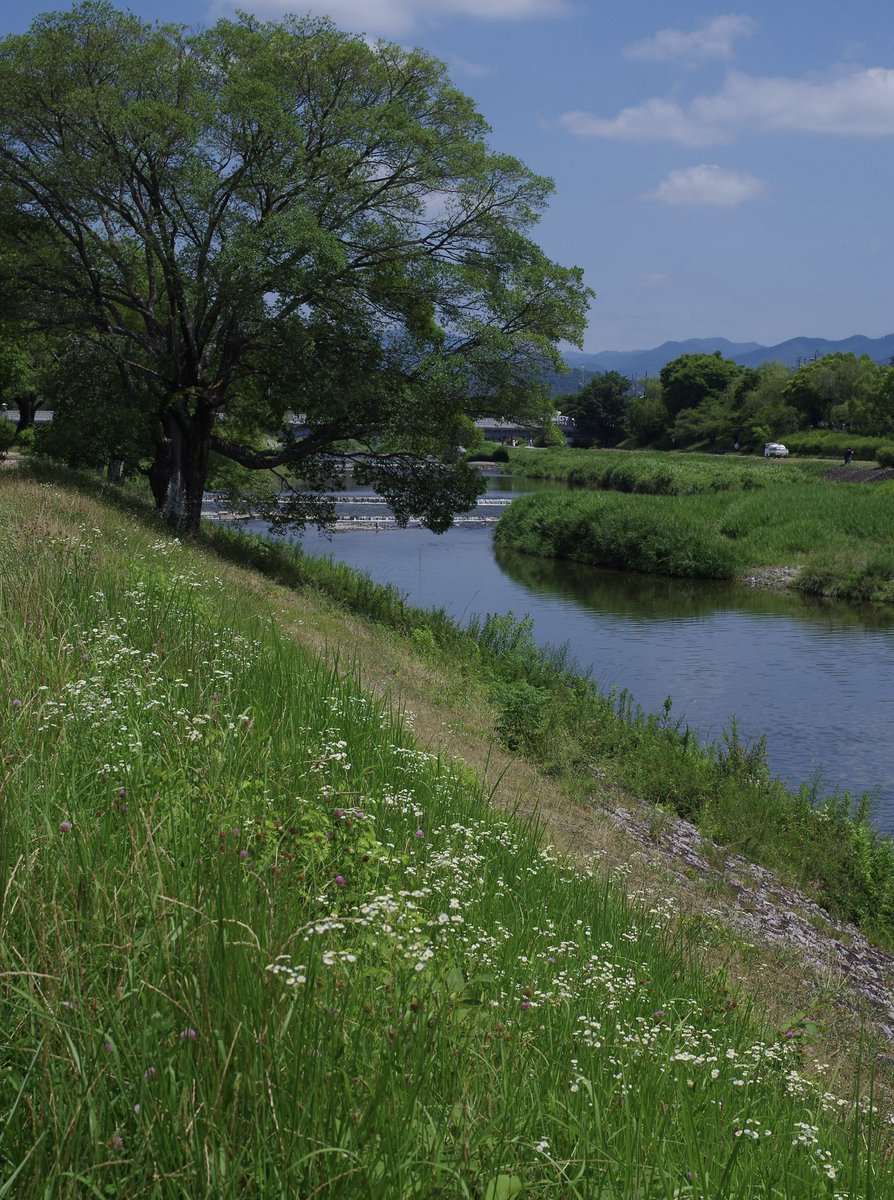 夏の中にいる