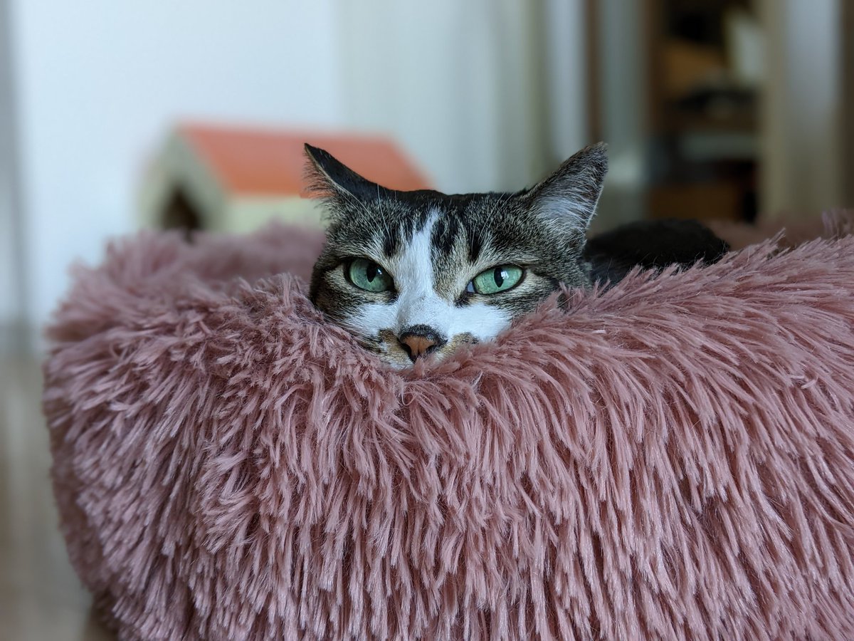 Hello from Kinmo the cat