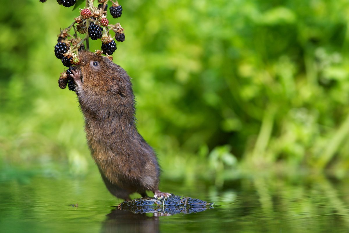On our tippy toes! 🫐

📸: Mark Bridger

#watervole #wildlife