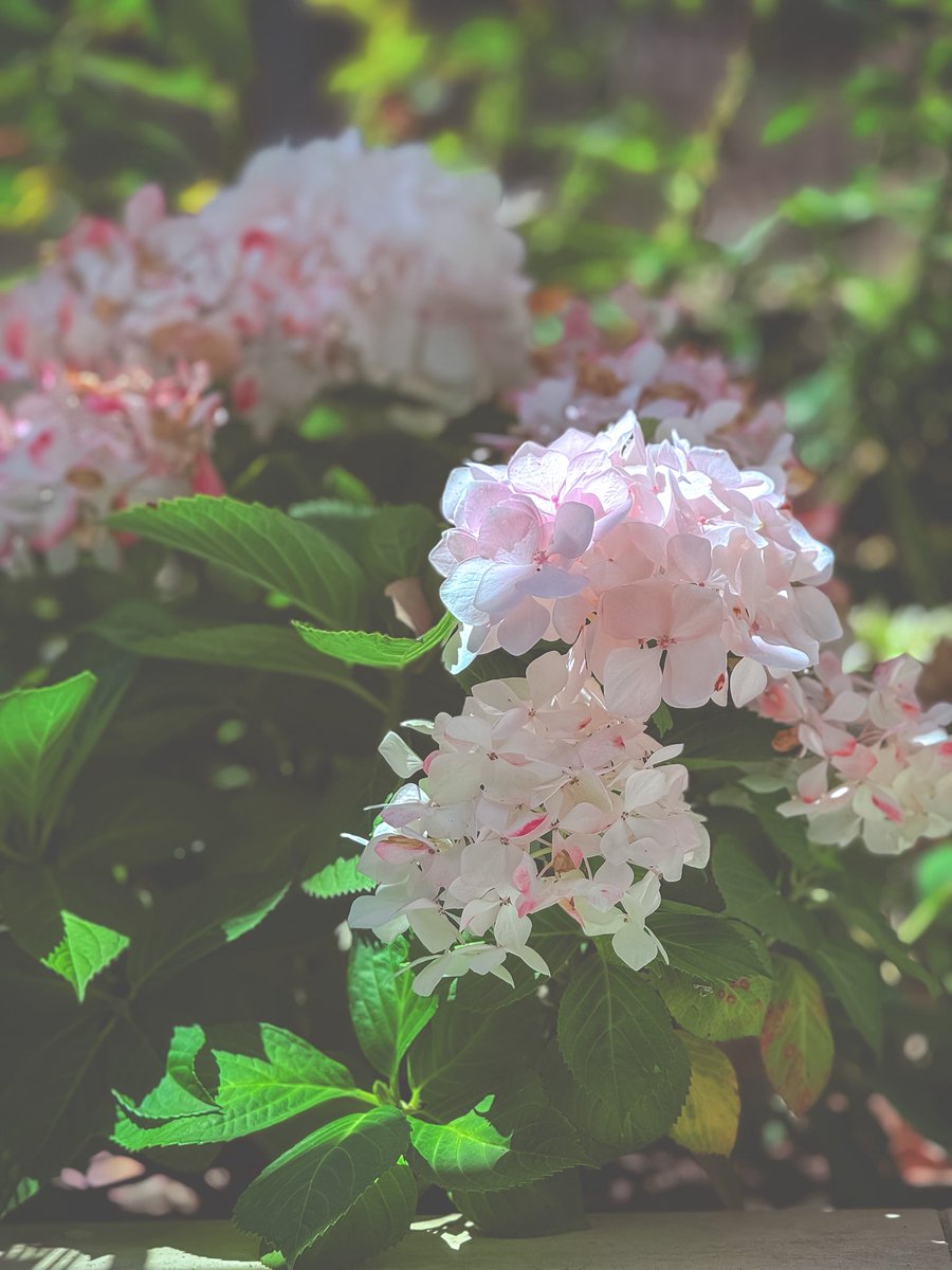 FernandoJMonta1's tweet image. #FourthOfJuly #DeLola #jlo #upallnight  #delolalife #Lola