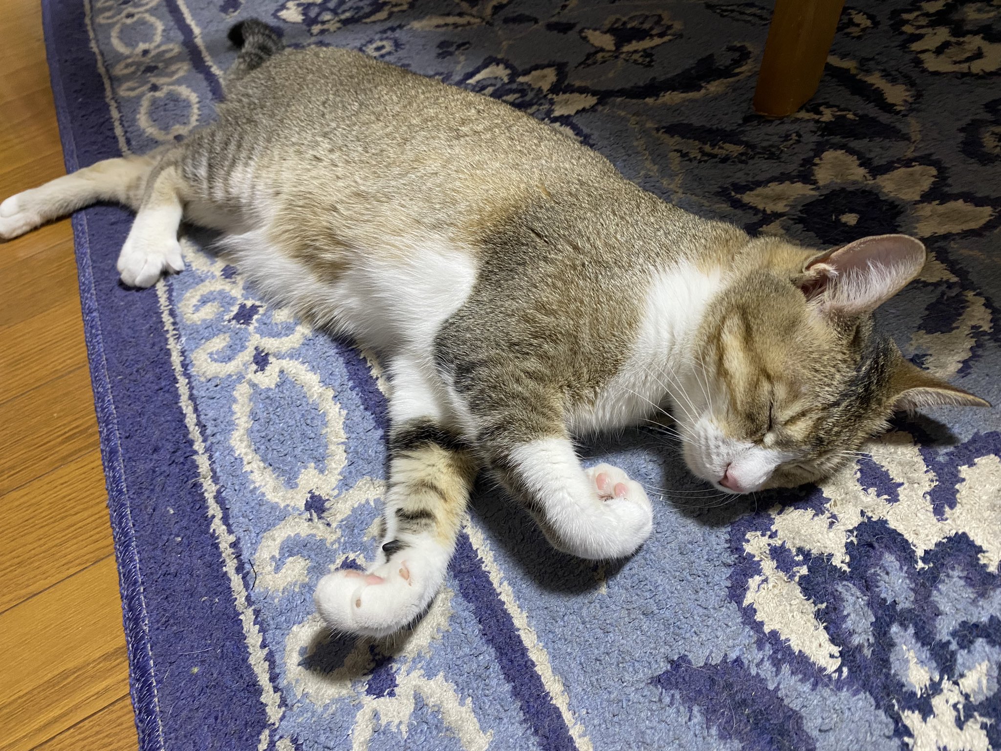 ねこ♡ ねこ♡
