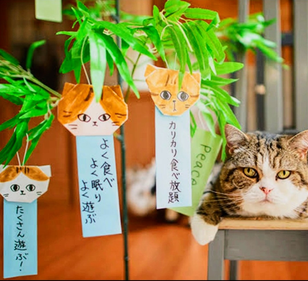 皆様♪
おはようございます🍀

美しい花や空…音楽♪って感じ方は
十人十色…感じ方にルール無いよね？

だけど社会はそうもいかない…既存のルールじゃ大事なものを守れないようだ…
ピンチをチャンスに…選挙行くよ👍

皆さま♪いつも感謝です🙏❣️
素敵な七夕を🎋🌠(^^)ゞ

＃選挙行こうね