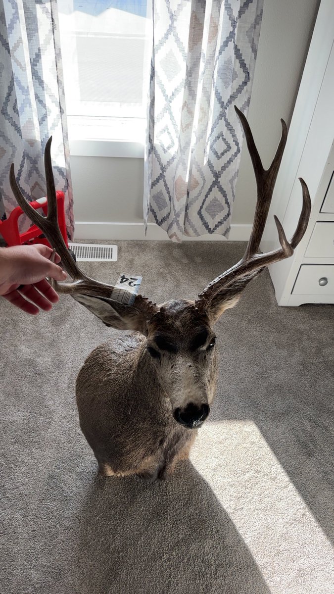 BBG1815's tweet image. My Brother in law absolutely killed it with my muley mount, got it back this weekend.
Boden just hasn’t decided between the garage or my office yet.
