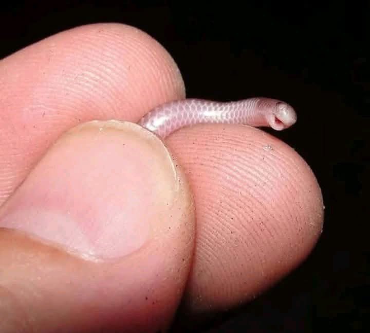 INCREIBLE PERO CIERTO 👀

Solo hay un tipo de serpiente en el mundo que crece a una velocidad de medio centímetro por segundo. Esto significa que puede crecer hasta un metro de largo en dos minutos, pero si su boca toca cualquier parte de su cuerpo, esta morirá. Es la única