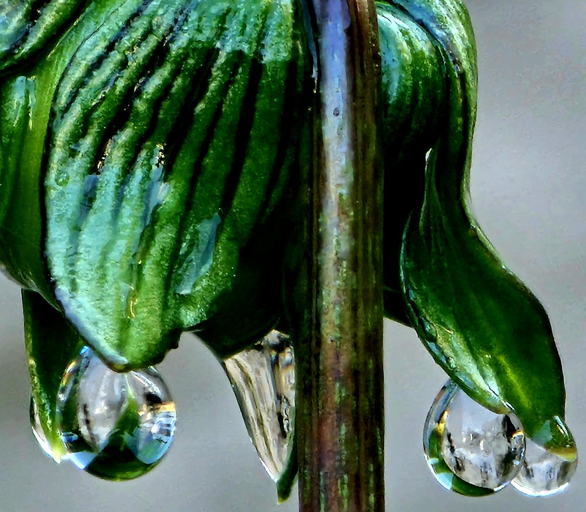 Good morning, beautiful souls!!🌞
Nature's tiny jewels. ✨

#photography #macro #ThePhotoHour #NaturePhotography #StromHour #withGalaxy #ShotOnSnapdragon 
#earthcurated #theglobalphotocommunity