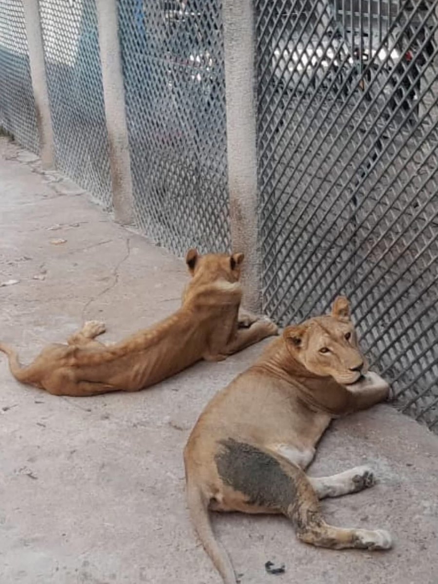 Peludos Desamparados (@plu2desampara2) on Twitter photo .<a href="/mariana_boy/">Mariana Boy</a> <a href="/PROFEPA_Mx/">PROFEPA</a>
Hotel “El coliseo” en #terantuxtlagutierrez en #tuxtlagutierrezchiapas mantienen a ejemplares de Leones en estado crítico.
<a href="/ChiapasGobierno/">Gobierno de Chiapas</a> <a href="/TVAztecaChiapas/">TV Azteca Chiapas</a> .<a href="/mariana_boy/">Mariana Boy</a> <a href="/PROFEPA_Mx/">PROFEPA</a>
Hotel “El coliseo” en #terantuxtlagutierrez en #tuxtlagutierrezchiapas mantienen a ejemplares de Leones en estado crítico.
<a href="/ChiapasGobierno/">Gobierno de Chiapas</a> <a href="/TVAztecaChiapas/">TV Azteca Chiapas</a>