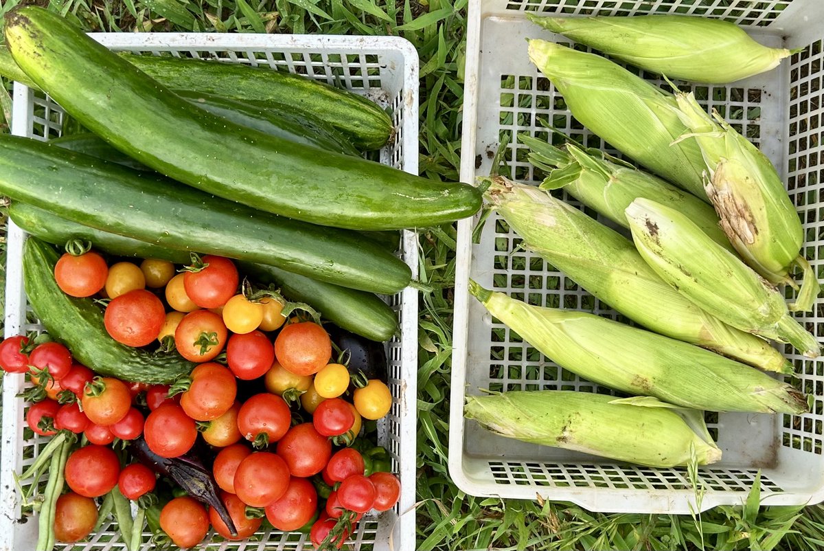 今日は早朝から近くの体験農園で野菜の収穫と秋作エダマメ(丹波の黒豆)の畝作りと播種
曇り 27℃
トウモロコシ、ナス、ピーマン、万願寺トウガラシ、インゲン、キュウリ、トマトを収穫