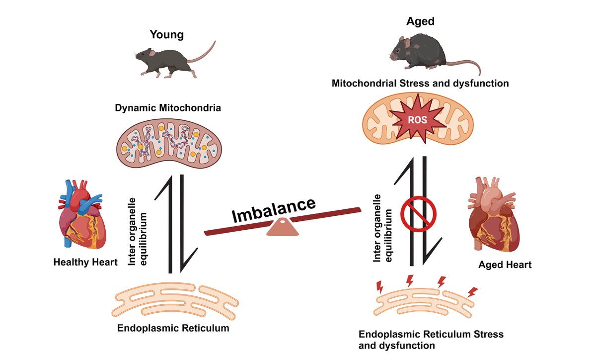 JCA_Journal's tweet image. Aging triggers mitochondrial, endoplasmic reticulum, and metabolic stress responses in the heart
📖 Read: oaepublish.com/articles/jca.2…
#CardiovascularAging #Mitochondria #ERStress #HeartHealth #AgingResearch