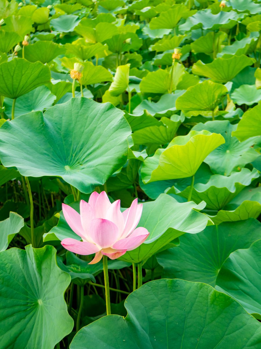 As Minor Heat (Xiaoshu) arrives, lotus flowers in Lianhuachi Park are in full bloom.
The blossoms sway gently in the summer breeze, filling the park with vibrant shades of pink and green—a peaceful escape in the heart of Beijing.