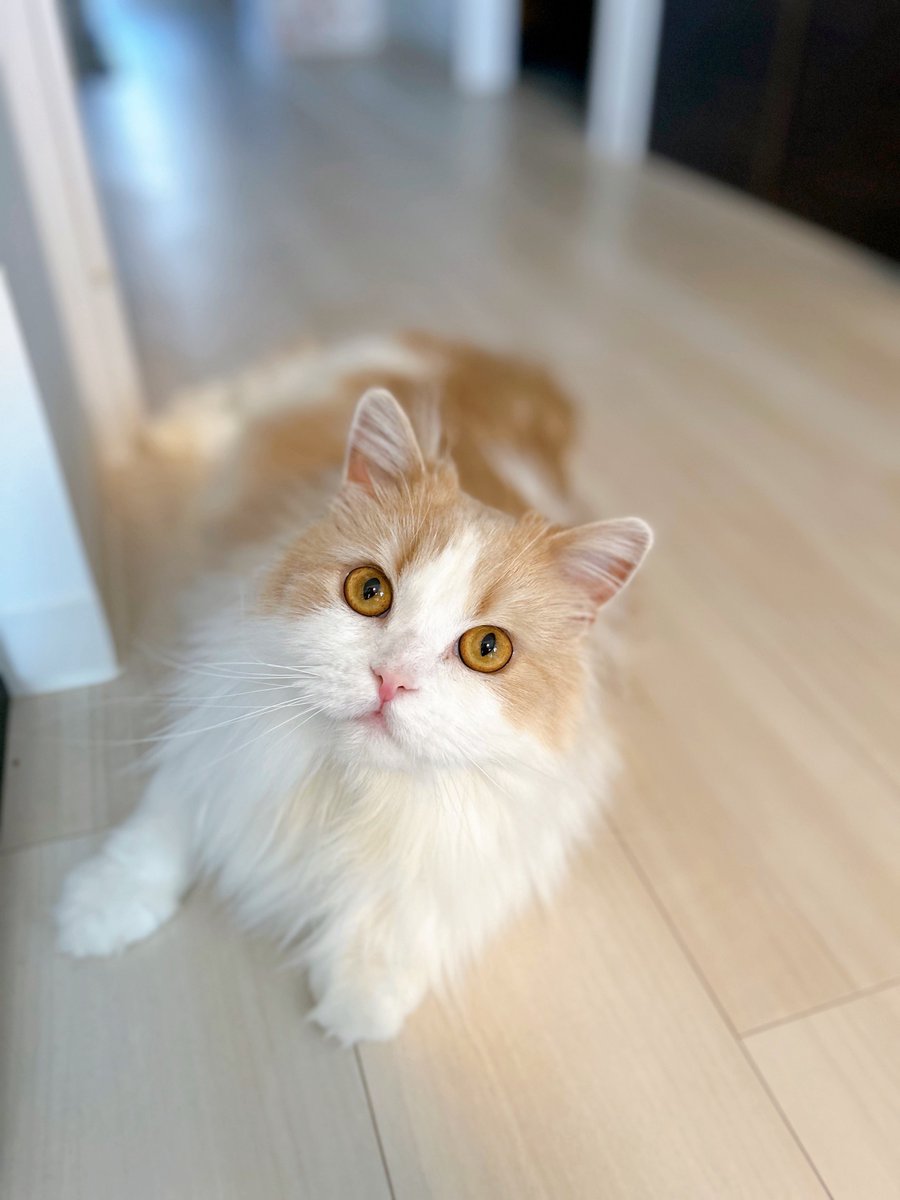 Edvard_NFC's tweet photo. 七夕2025のねこ https://t.co/MpLqddlicg