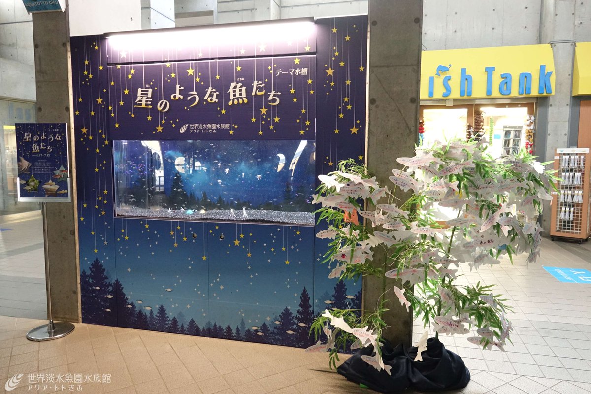 aquatotto's tweet image. 今日は七夕ですね✨
この土日にたくさんの方が願い事を書いてくださり、カージナルテトラが大量になっていました!
皆さまの願い事が叶いますように!【広報】