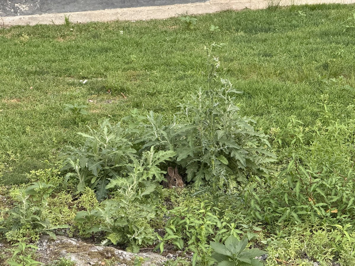 Bunny needs some shade