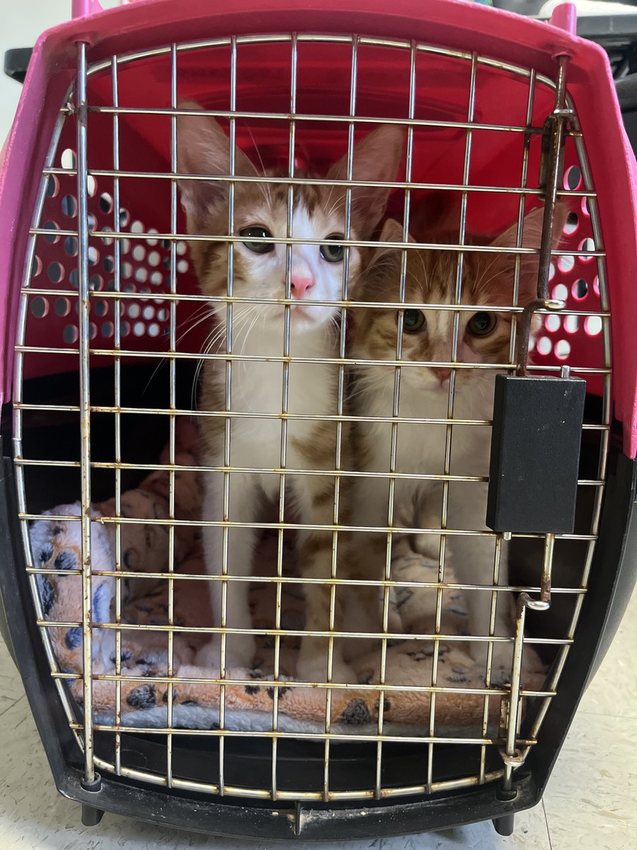 ksatnews's tweet photo. 🐾 Kerrville and Austin Pets Alive! saved more than 70 pets from Kerr, Williamson and Burnet counties’ fatal floods 🐶🐱

📸 Swipe to see some photos from their rescue!

FULL STORY- https://t.co/bEC7A02ux8 https://t.co/fzkrV6mhPq