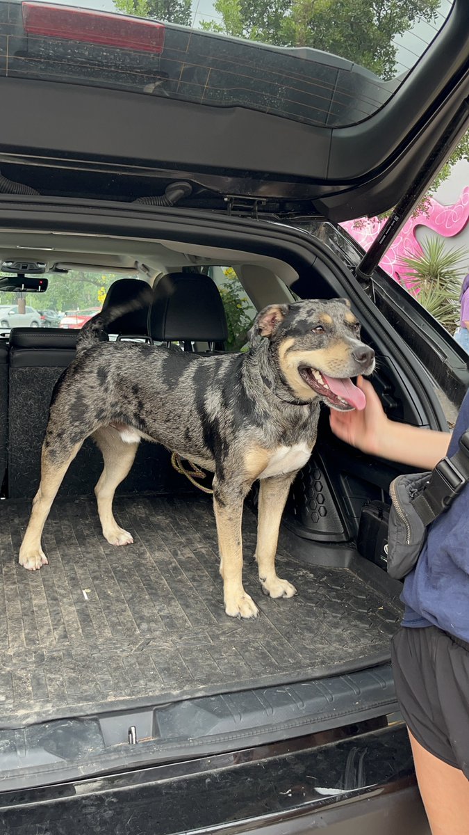 ksatnews's tweet photo. 🐾 Kerrville and Austin Pets Alive! saved more than 70 pets from Kerr, Williamson and Burnet counties’ fatal floods 🐶🐱

📸 Swipe to see some photos from their rescue!

FULL STORY- https://t.co/bEC7A02ux8 https://t.co/fzkrV6mhPq