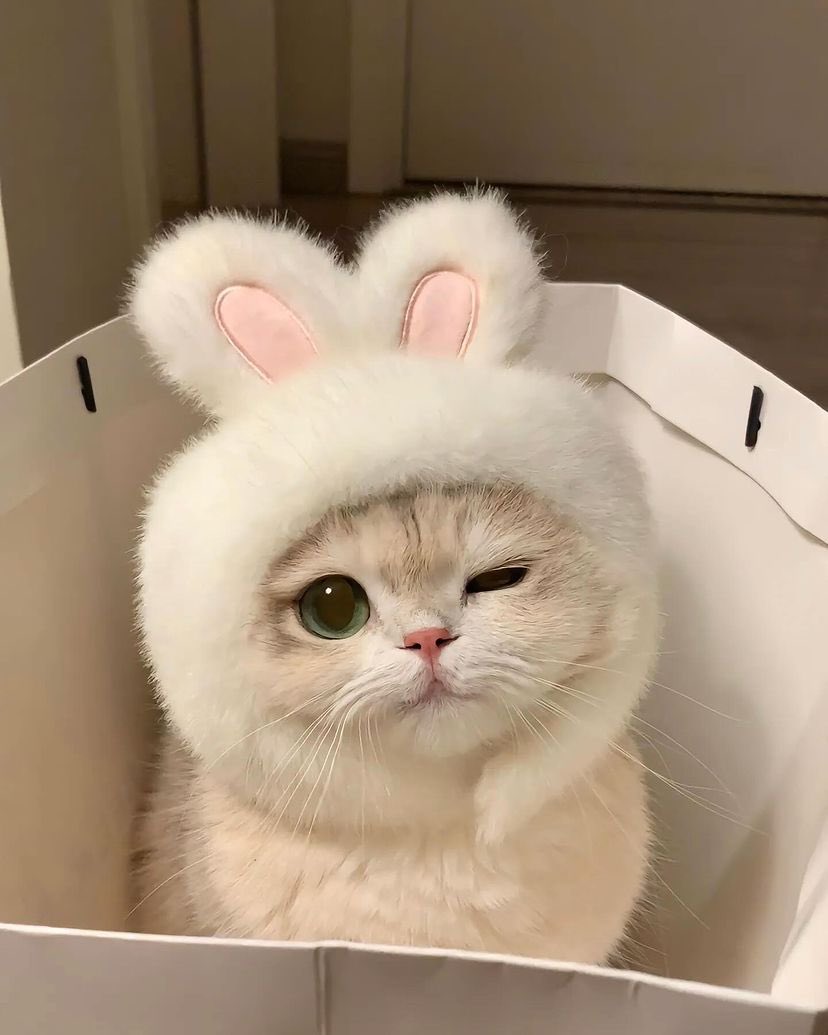 "Is billi ne rabbit ka suit is liye pehna, taake fridge ka gajar khud hi kha le... bina shak ke!" 🥕🐱🐰
“Aur ab muh se zubaan bahar nikaal ke bol rahi hai: ‘Main toh sirf salad ka part hoon!’”