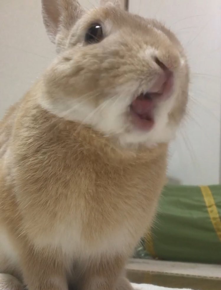 🐰\さーさのは さーら さらーーぁ♪♪ 🎋/