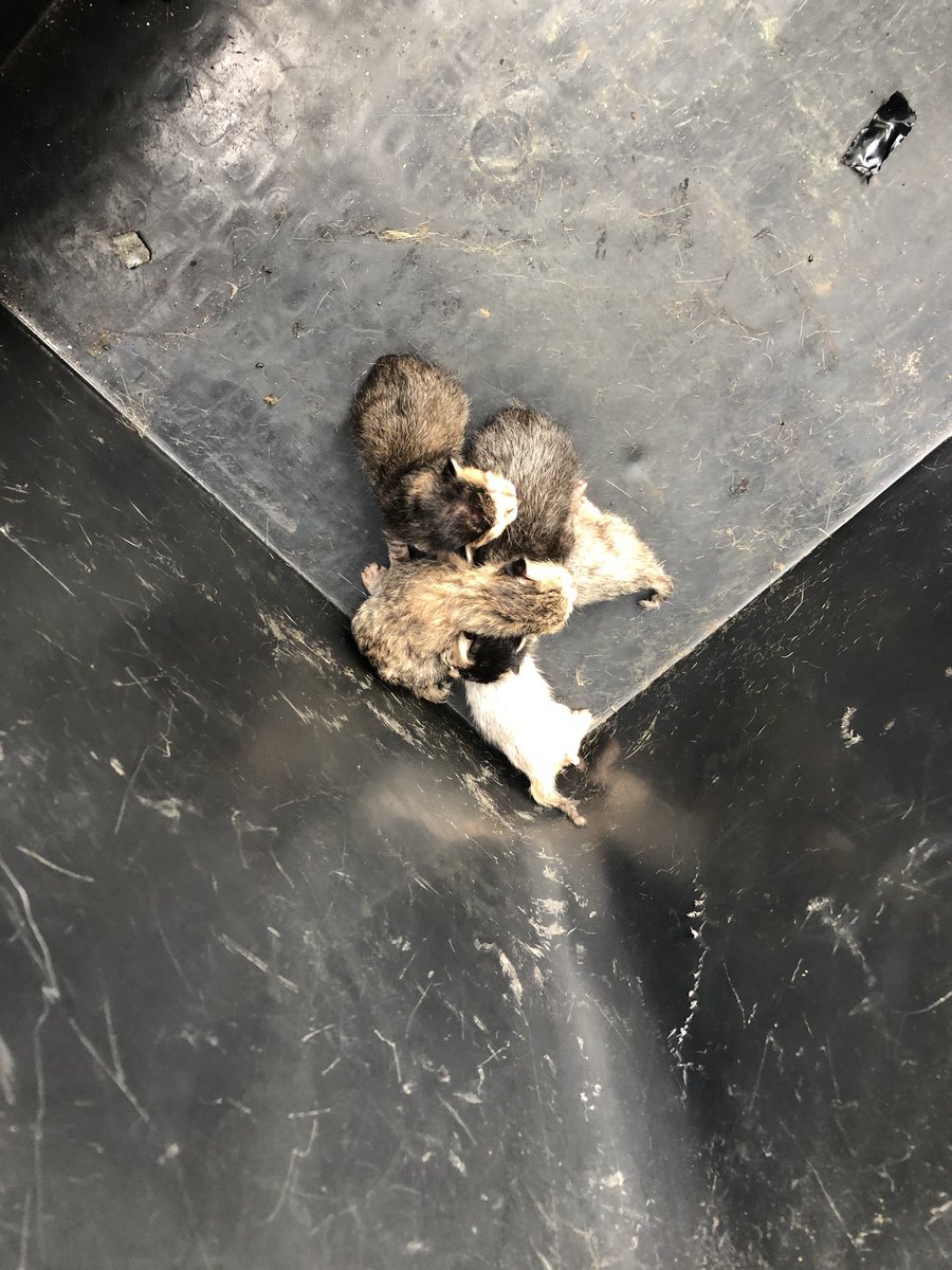 bugssby's tweet photo. Bantu RT dong, gusy yang di daerah bekasi dan sekitar nya, cariin rumah tampung buat kucing ini dong, kasian bat mau di buang ke jalan..

Gua real tidak bisa menampung karena gua tinggal di kosan, kalo di rumah udh gua piara ini https://t.co/thcGaIbTd7
