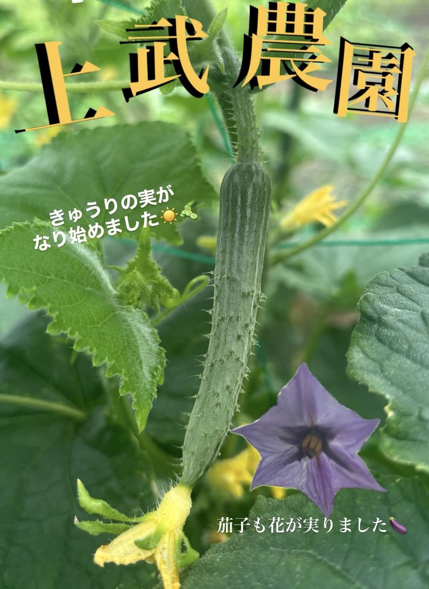 【公式】上武大学硬式野球部 (@jobu1189) on Twitter photo 