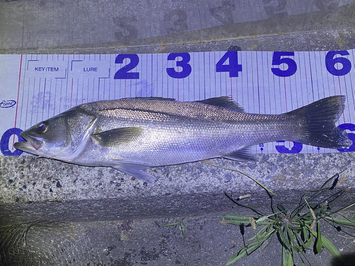 マイポイントで珍しく、下流側の第二明暗に大量に着いてた🐟🐟🐟
サイズはあれだけど、数釣りできて満足👍
ただ、２本目橋脚のヨレの第二明暗だから、毎投フルキャストはしんど過ぎる💦