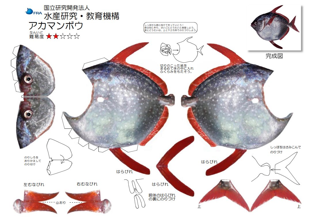 fra_go_jp's tweet image. 【ペーパークラフトのご紹介】
アカマンボウはマンボウとは別の系統です。世界中の熱帯・温帯域に分布していてまぐろはえ縄漁業でマグロと一緒に釣れてきます。お刺身等で食用にされ、肉には疲労抑制機能があるバレニンを多く含んでいます。
#アカマンボウ #ペーパークラフト
fra.go.jp/forkids/kids_p…