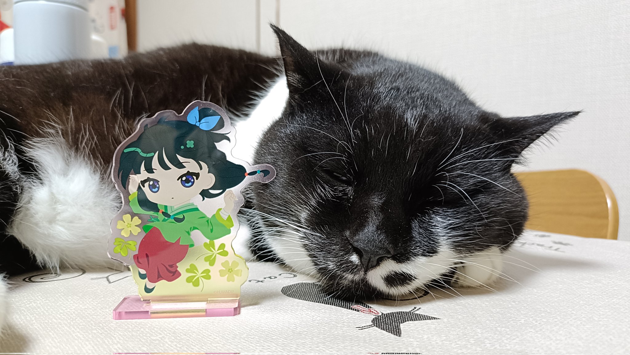 DOLK×Nova-doll】Cat A-type Vivi Green Ver. 世界20体限定