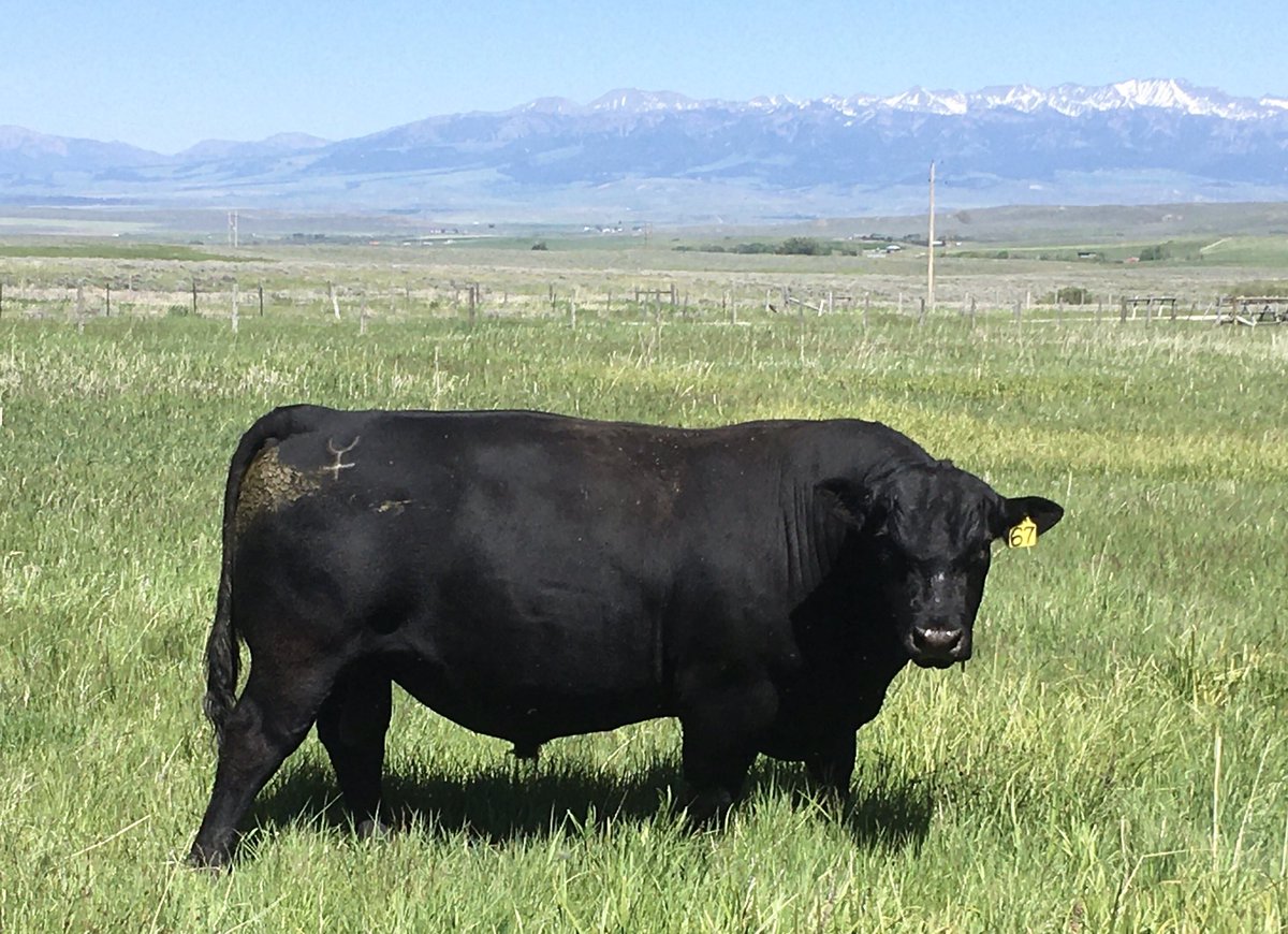 44Bridger's tweet image. Adios, #67 bull. You done good. Hate to see you go but age creeps up on everything. Hope the buyers fight over you at Headwaters tomorrow.