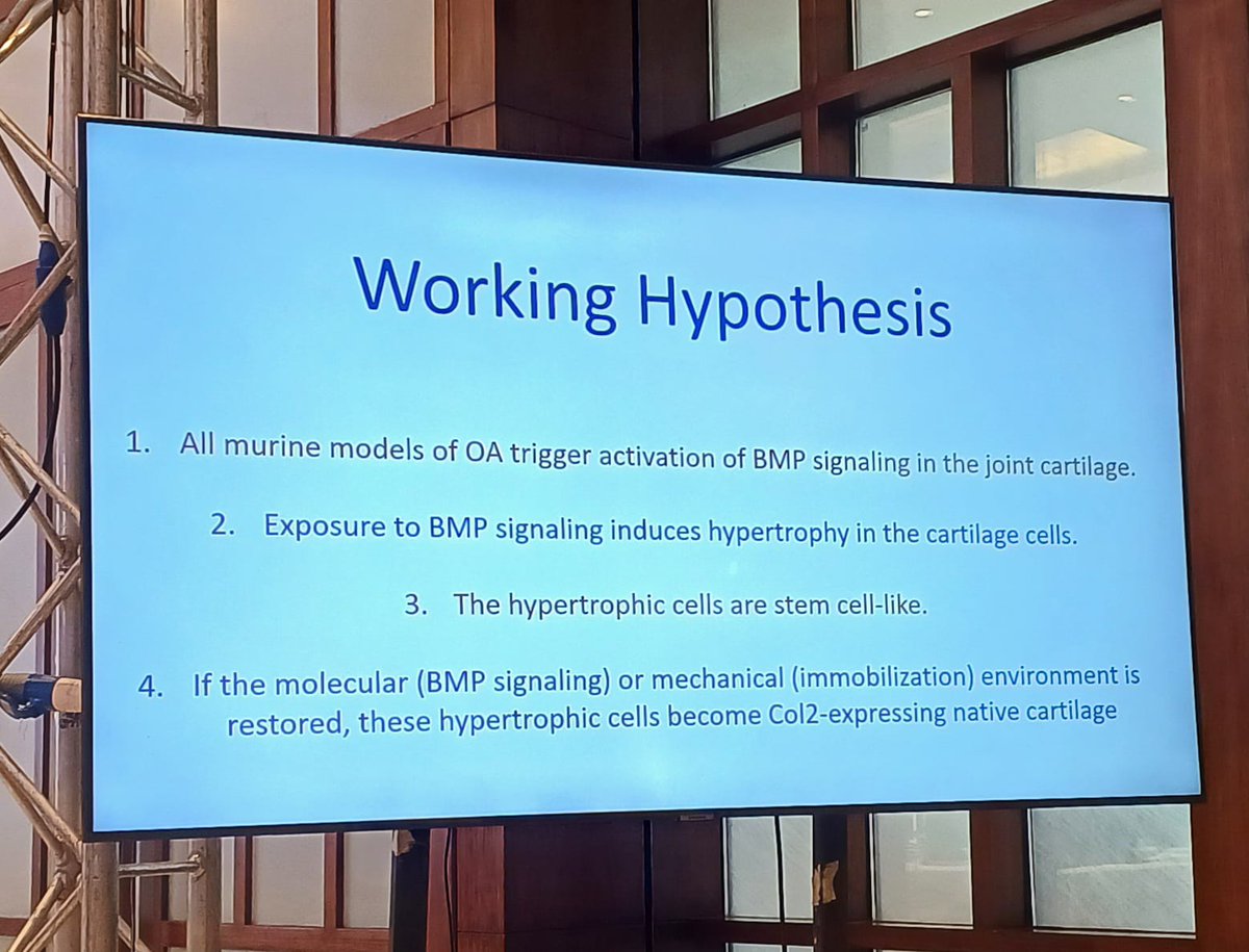 drMsayan's tweet photo. 🌟A stellar session at #SOARCON2025 kolkata

Prof. Amitabha Bandyopadhy @abandopa delivers a powerful talk on the critical role of BMP signaling in osteoarthritis research. 
A masterclass in cutting-edge research! 🔬✨
Science in full flight! 🔬🧠 
#Osteoarthritis #OAresearch https://t.co/LunQS0h9rl