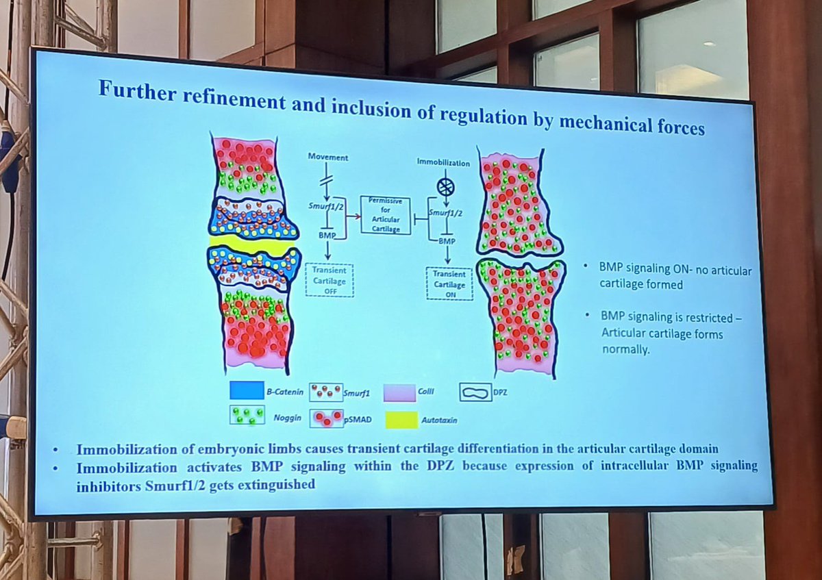 drMsayan's tweet photo. 🌟A stellar session at #SOARCON2025 kolkata

Prof. Amitabha Bandyopadhy @abandopa delivers a powerful talk on the critical role of BMP signaling in osteoarthritis research. 
A masterclass in cutting-edge research! 🔬✨
Science in full flight! 🔬🧠 
#Osteoarthritis #OAresearch https://t.co/LunQS0h9rl