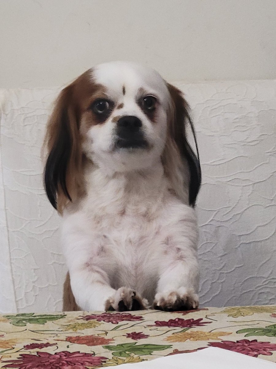 this photo of my sister's dog is taking me tf out right now